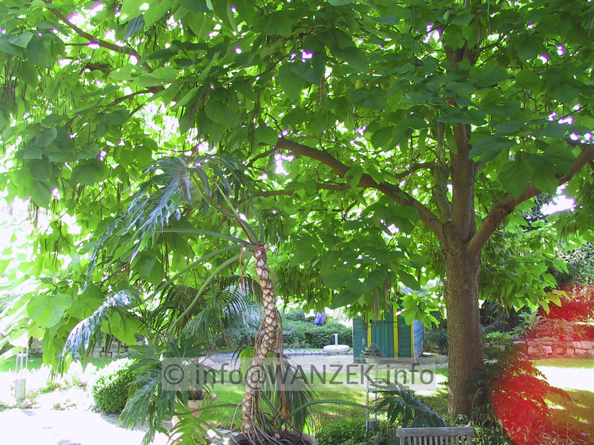 Catalpa bignonioides - schattiert ganze Terrasse.JPG